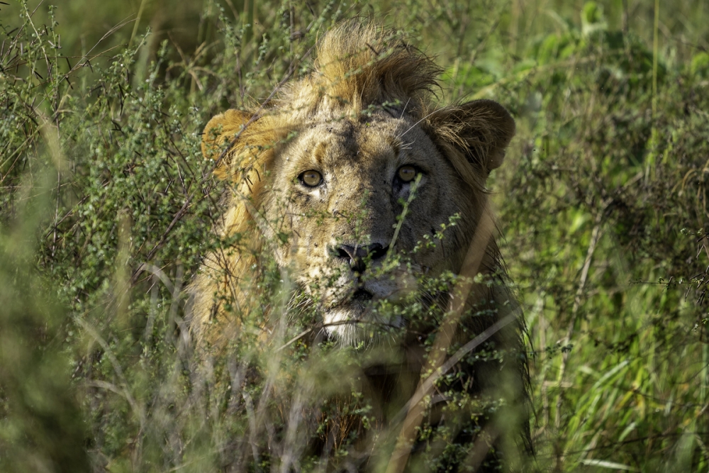 Safari Honeymoon Africa5